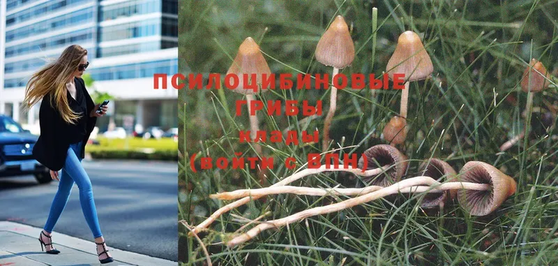 Псилоцибиновые грибы Magic Shrooms  Белоярский 